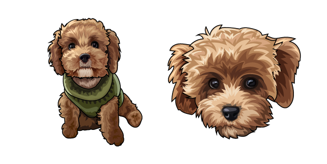 Maltipoo Dog