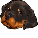 Rottweiler Puppy pointer