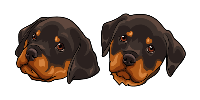 Rottweiler Puppy