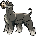 Schnauzer Dog pointer