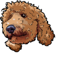 Toy Poodle Dog pointer