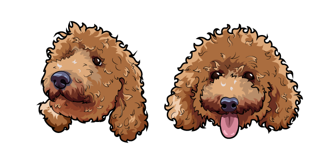 Toy Poodle Dog