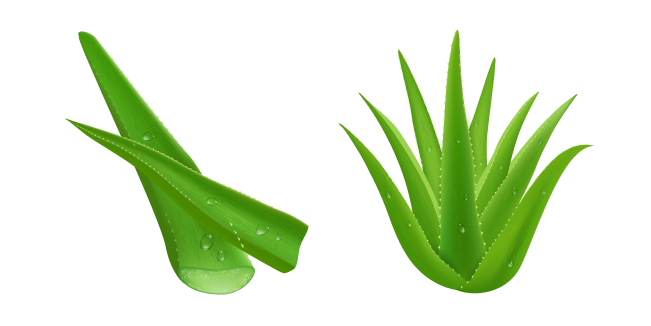 Aloe