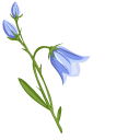 Bellflower Plants pointer