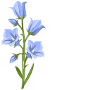 Bellflower Plants cursor