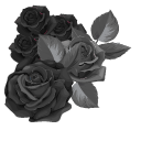 Black Roses pointer
