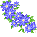 Blue Clematis pointer