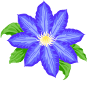 Blue Clematis cursor