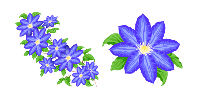 Blue Clematis