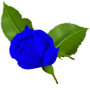 Blue Roses pointer