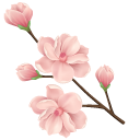 Cherry Blossom pointer