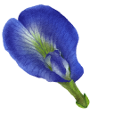 Clitoria Ternatea aka Butterfly Pea pointer