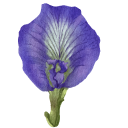 Clitoria Ternatea aka Butterfly Pea cursor