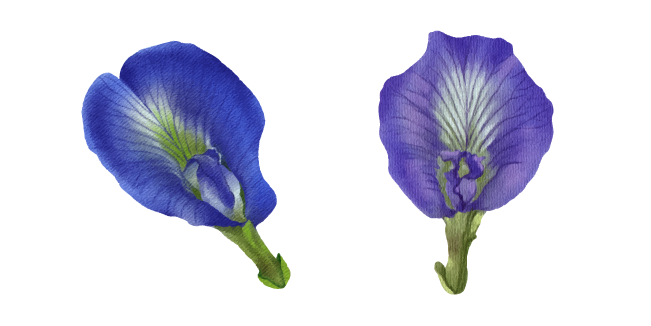Clitoria Ternatea aka Butterfly Pea