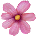 Cosmos Bipinnatus aka Cosmea pointer