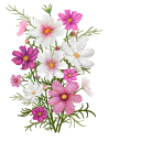 Cosmos Bipinnatus aka Cosmea cursor