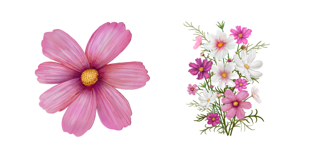 Cosmos Bipinnatus aka Cosmea