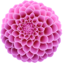Dahlia cursor