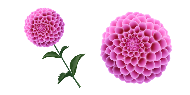 Dahlia