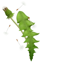 Dandelion's Seedhead pointer