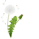 Dandelion's Seedhead cursor