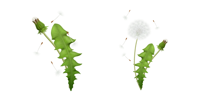 Dandelion's Seedhead