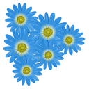 Felicia Amelloides aka Blue Daisies pointer