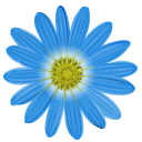 Felicia Amelloides aka Blue Daisies cursor