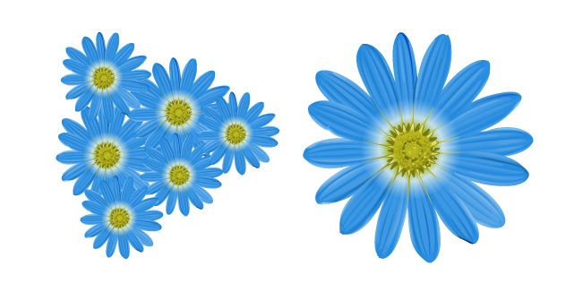 Felicia Amelloides aka Blue Daisies