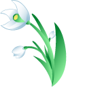 Galanthus aka Snowdrops pointer