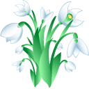 Galanthus aka Snowdrops cursor