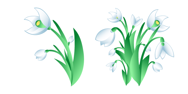 Galanthus aka Snowdrops