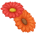 Gerbera Jamesonii aka Barberton Daisies pointer