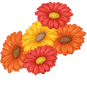 Gerbera Jamesonii aka Barberton Daisies cursor