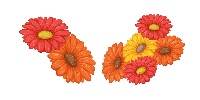 Gerbera Jamesonii aka Barberton Daisies