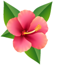 Hawaiian Hibiscus pointer