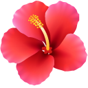 Hawaiian Hibiscus cursor
