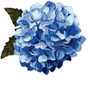 Hydrangea aka Hortensia pointer