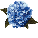 Hydrangea aka Hortensia cursor