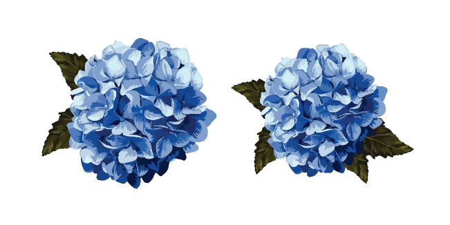 Hydrangea aka Hortensia