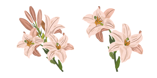 Lilies