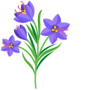 Lobelias cursor