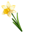 Narcissus aka Yellow Daffodils pointer