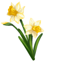 Narcissus aka Yellow Daffodils cursor