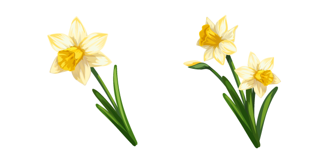 Narcissus aka Yellow Daffodils