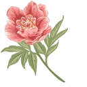 Peonies pointer