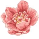 Peonies cursor