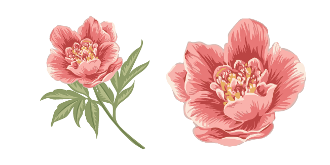 Peonies