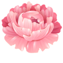 Peony cursor