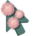 Pink Aster Flowers pointer